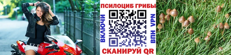 Псилоцибиновые грибы прущие грибы  кракен как войти  Чайковский 