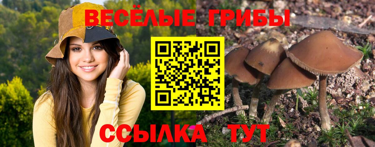 Галлюциногенные грибы прущие грибы  Вход с VPN  Чайковский 